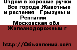 Отдам в хорошие ручки - Все города Животные и растения » Грызуны и Рептилии   . Московская обл.,Железнодорожный г.